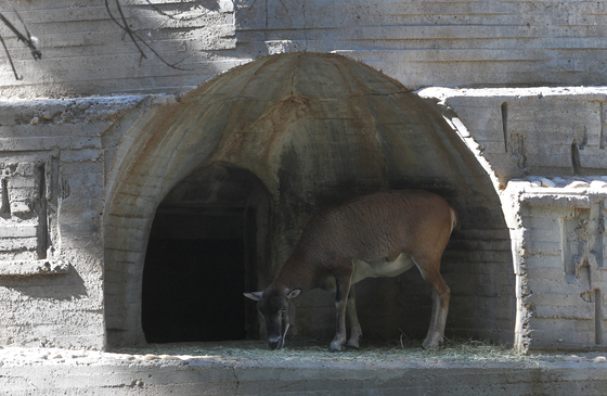 Carlos rosillo zoo madrid