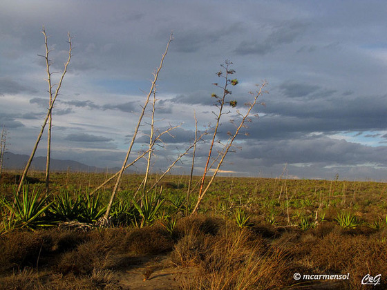 Amoladeras Amoladeras