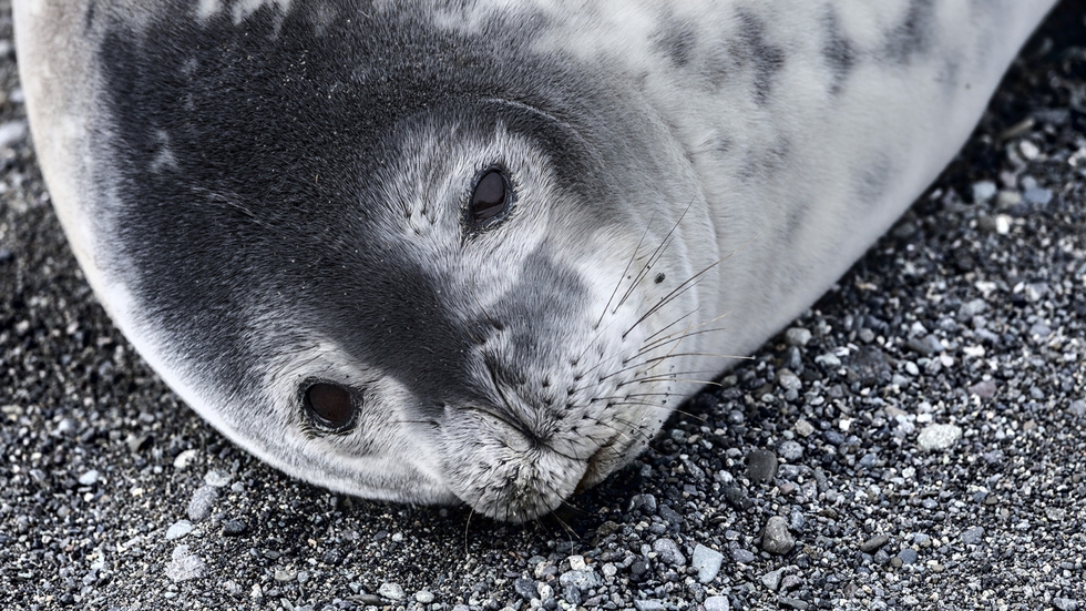Una foca de Weddell.