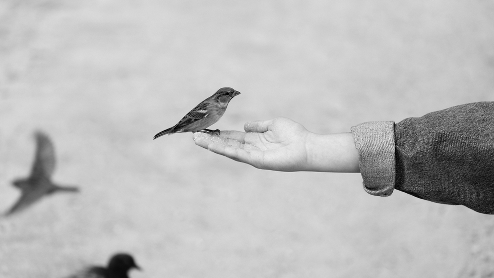 Ejemplar posándose en la mano de un paseante en un parque.